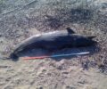 Νεκρό ρινοδέλφινο στην Ηλεία